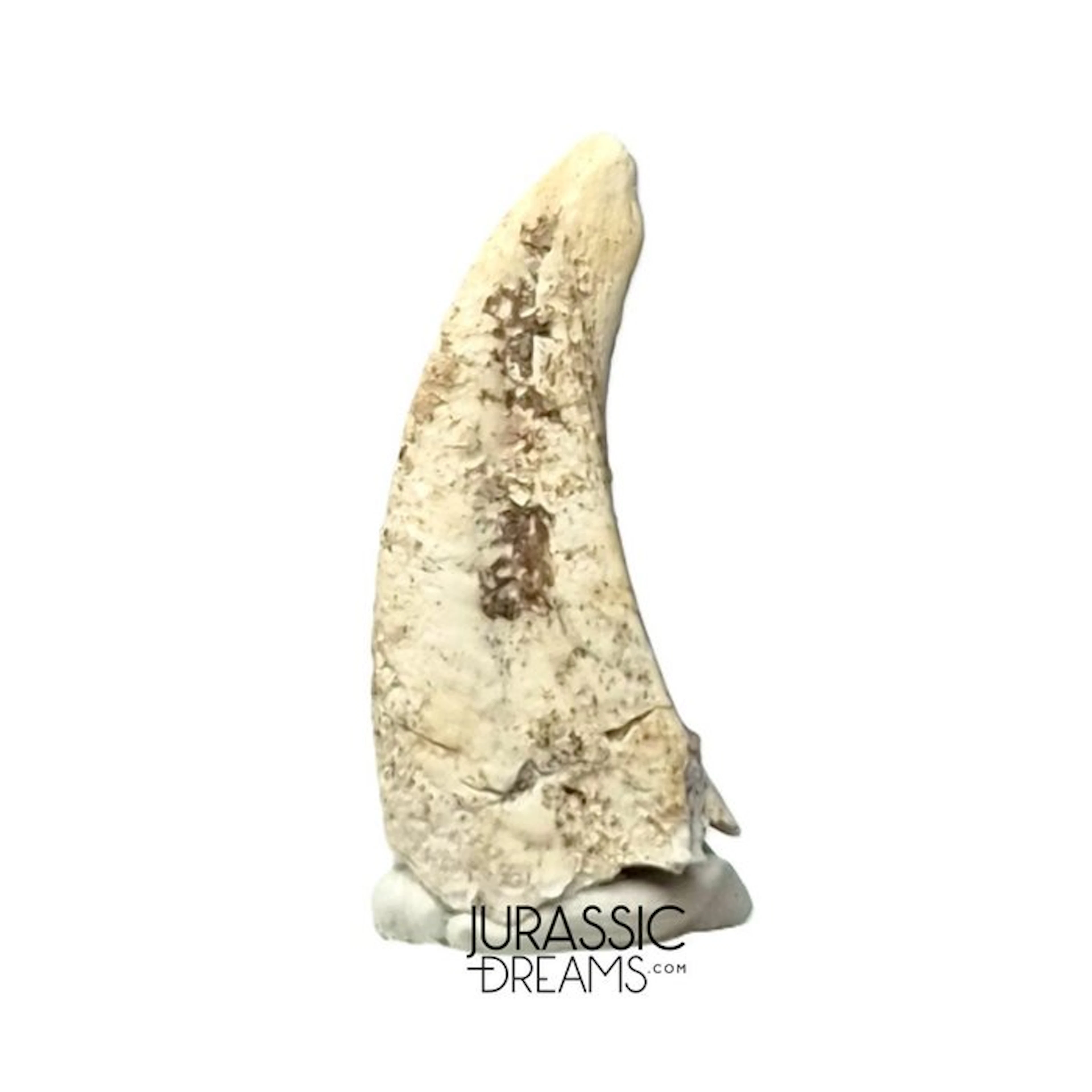Exceedingly Rare Ornithocheirid Pterosaur Claw - Lower...
