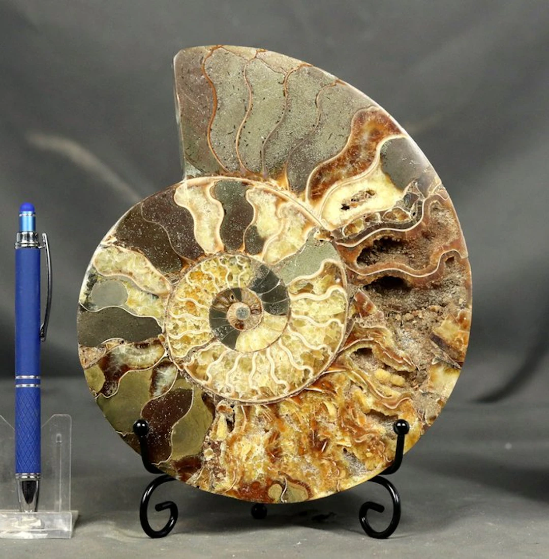 BIG ONE !! Finest decorative ammonite slice - With...