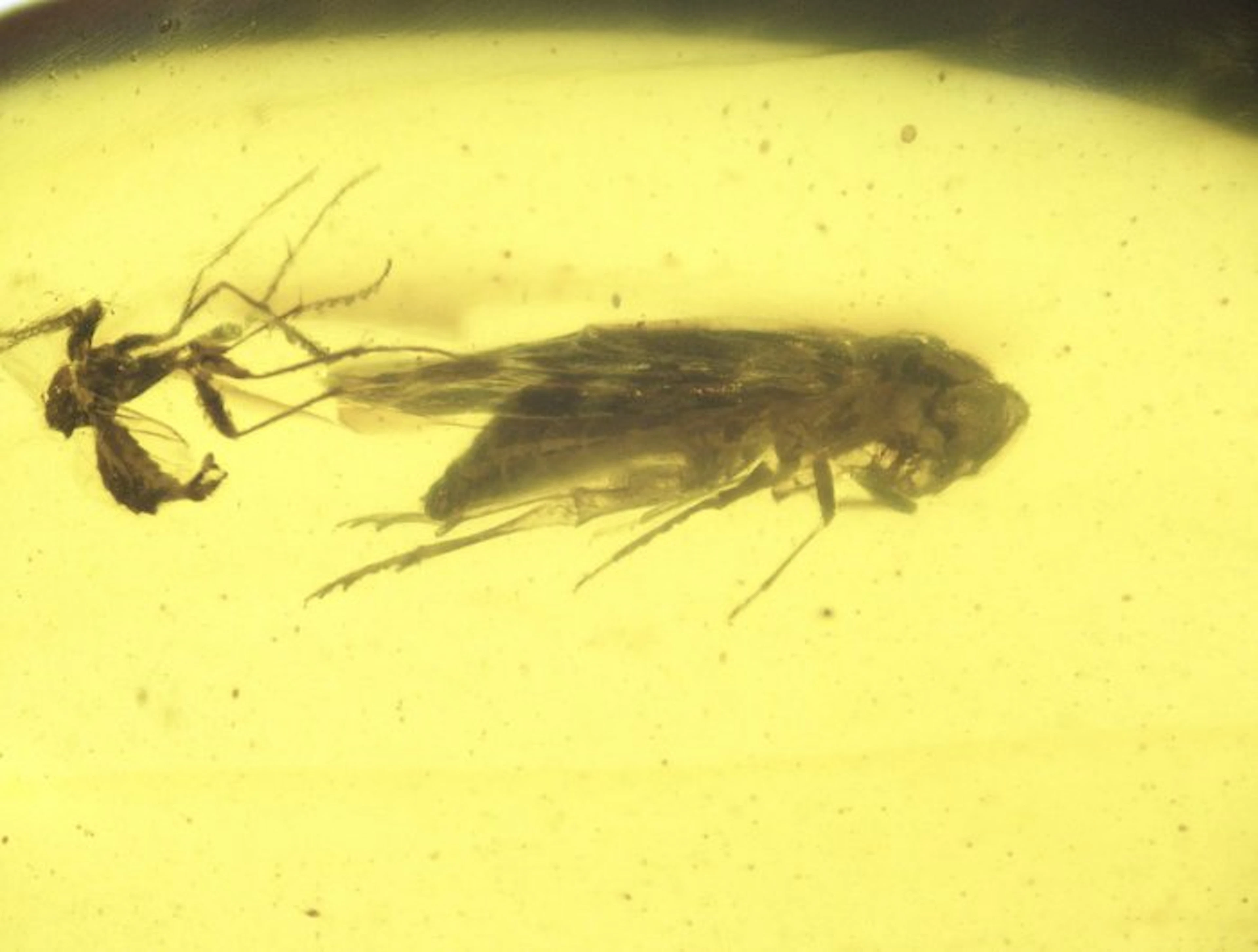 Burmese amber - Amber - Burmese Amber with Large Fossil...