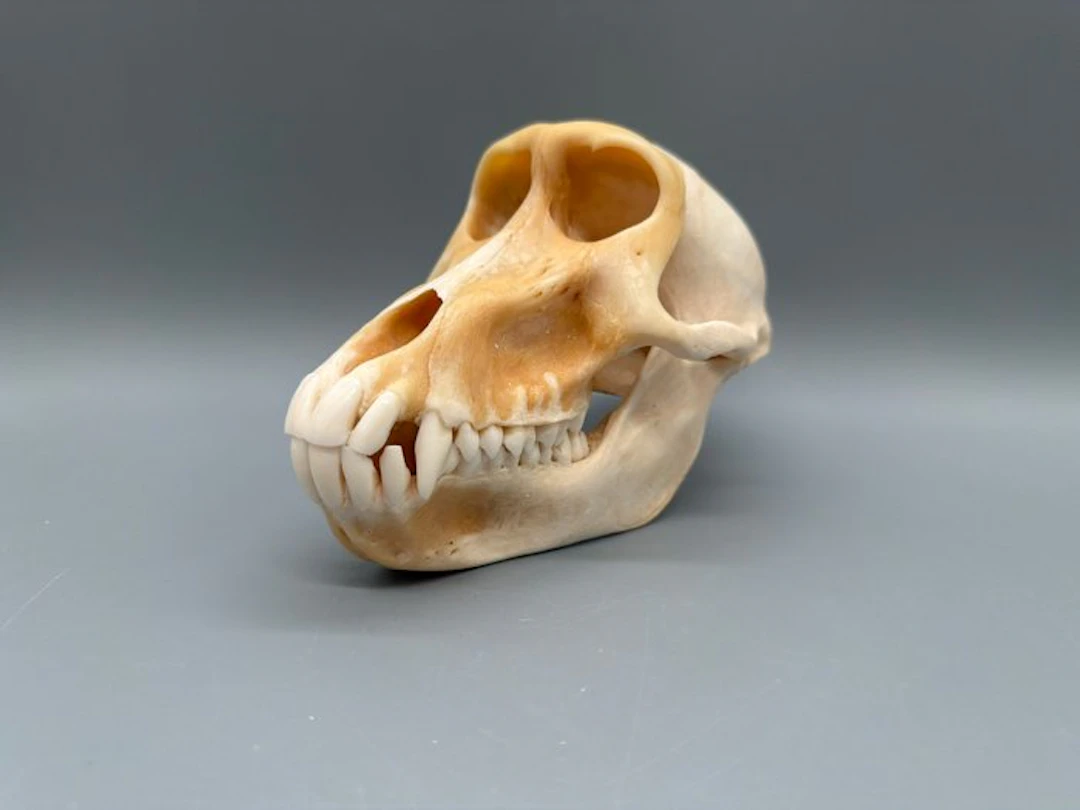 Monkey Mammal skull - Papio Ursinus - 10 cm - 10 cm - 17...