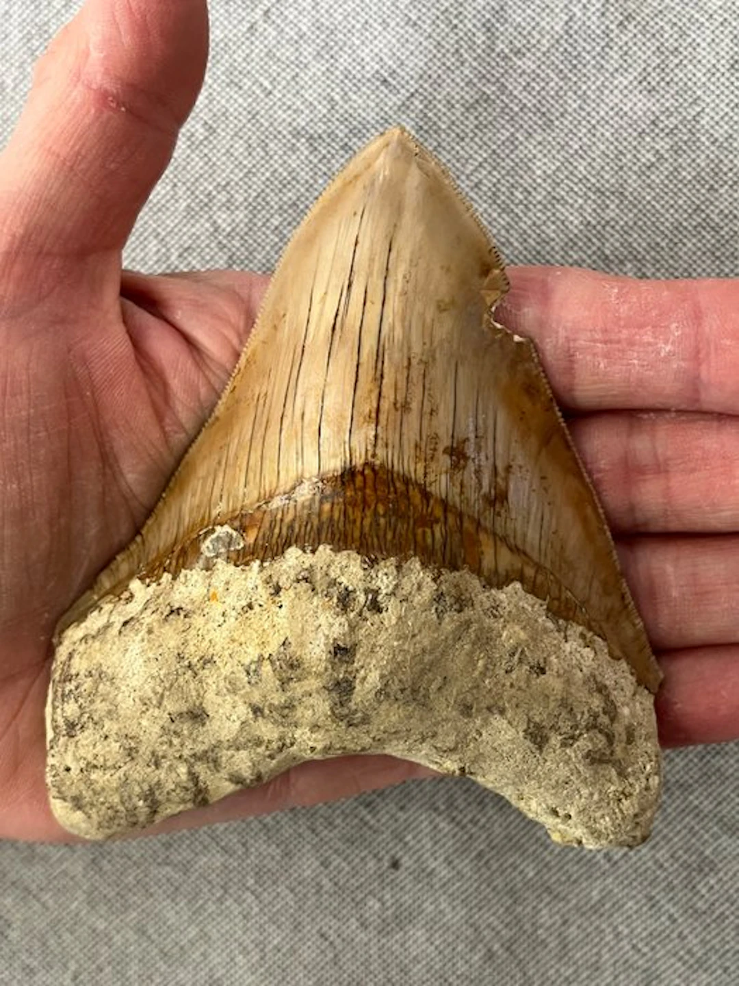 Megalodon tooth 11,2 cm - Fossil tooth - Carcharocles megalodon