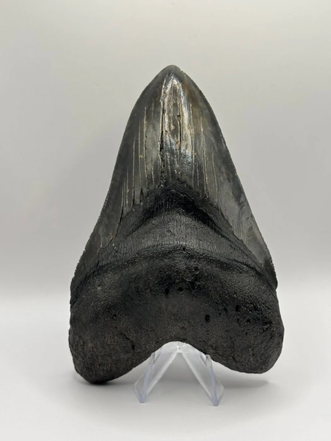 Megalodon - Fossil tooth - Otodus Megalodon - 14.31 cm