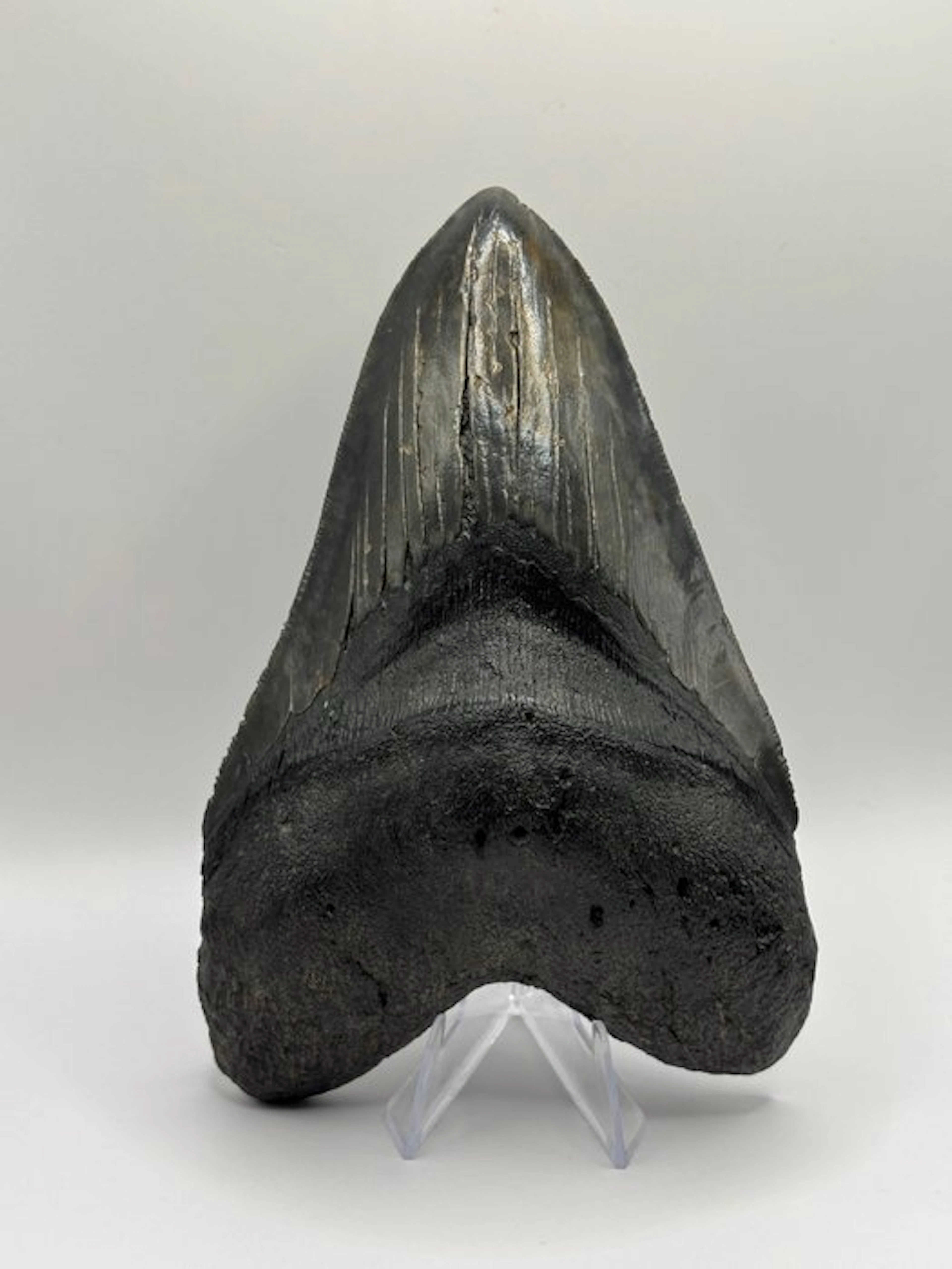 Megalodon - Fossil tooth - Otodus Megalodon - 14.31 cm