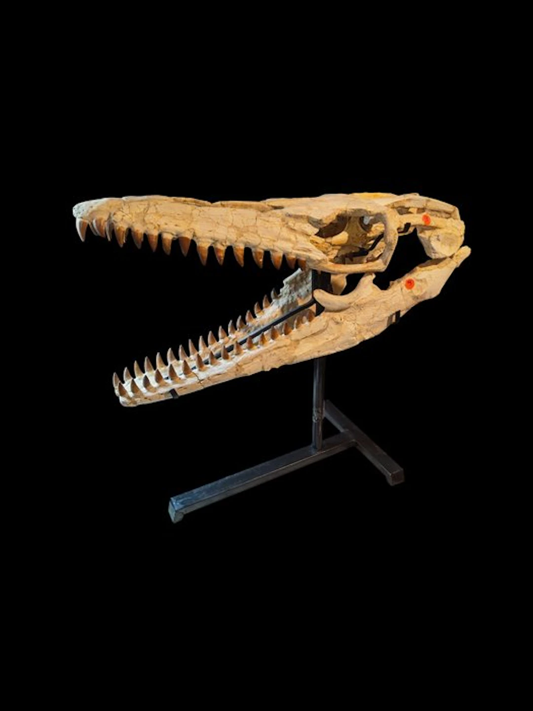 Stunning fossilized skull - Fossil skull - Prognathodon...
