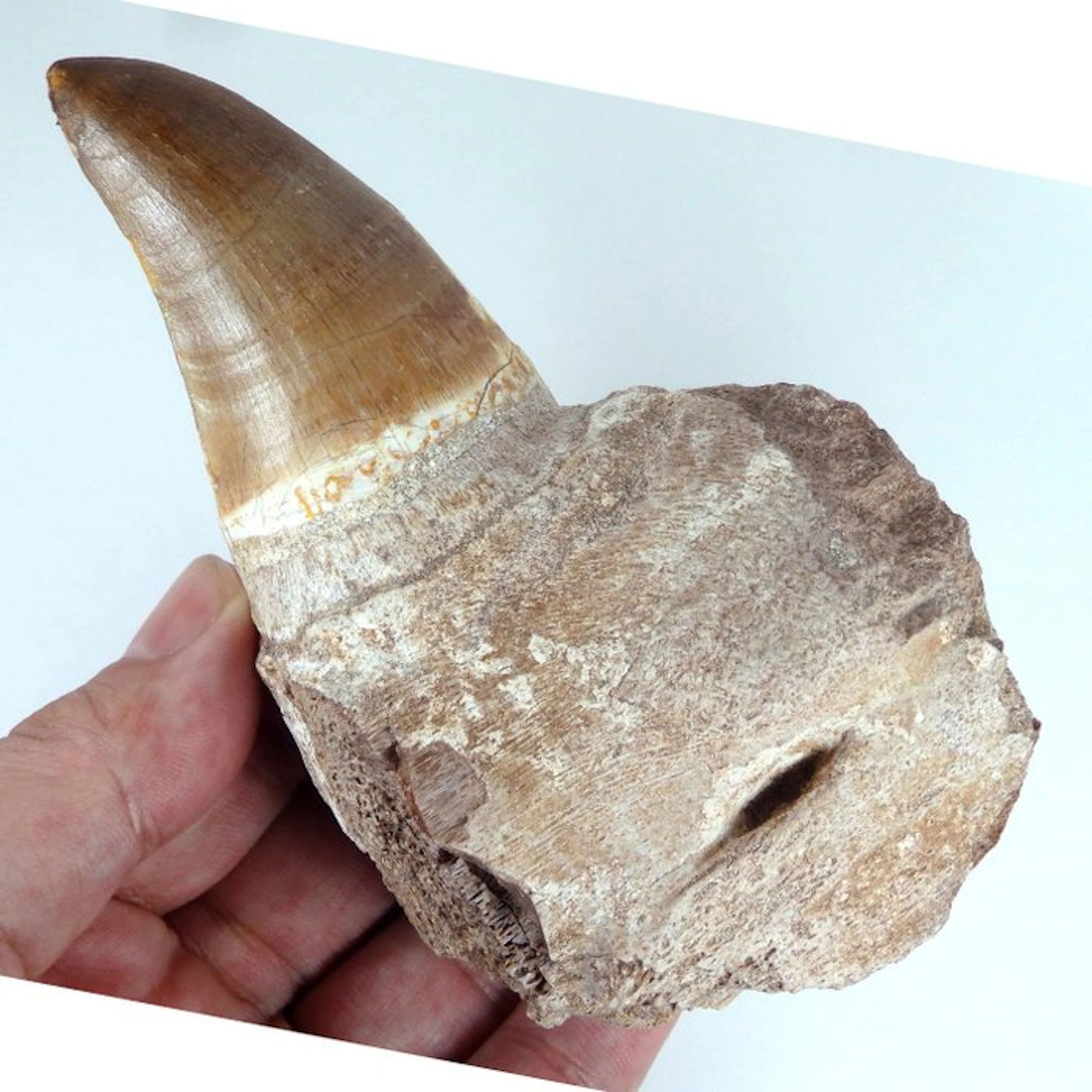 Mosasaur tooth - Fossil tooth - Prognathodon giganteous...