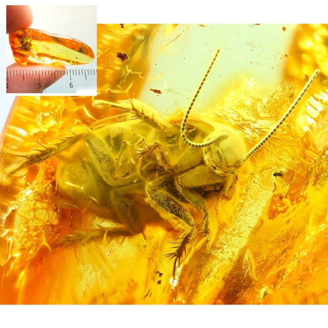 Amber - Amber - Corcoach - Big inclusin - Main inclusion its 9mm - 32 mm - 9 mm