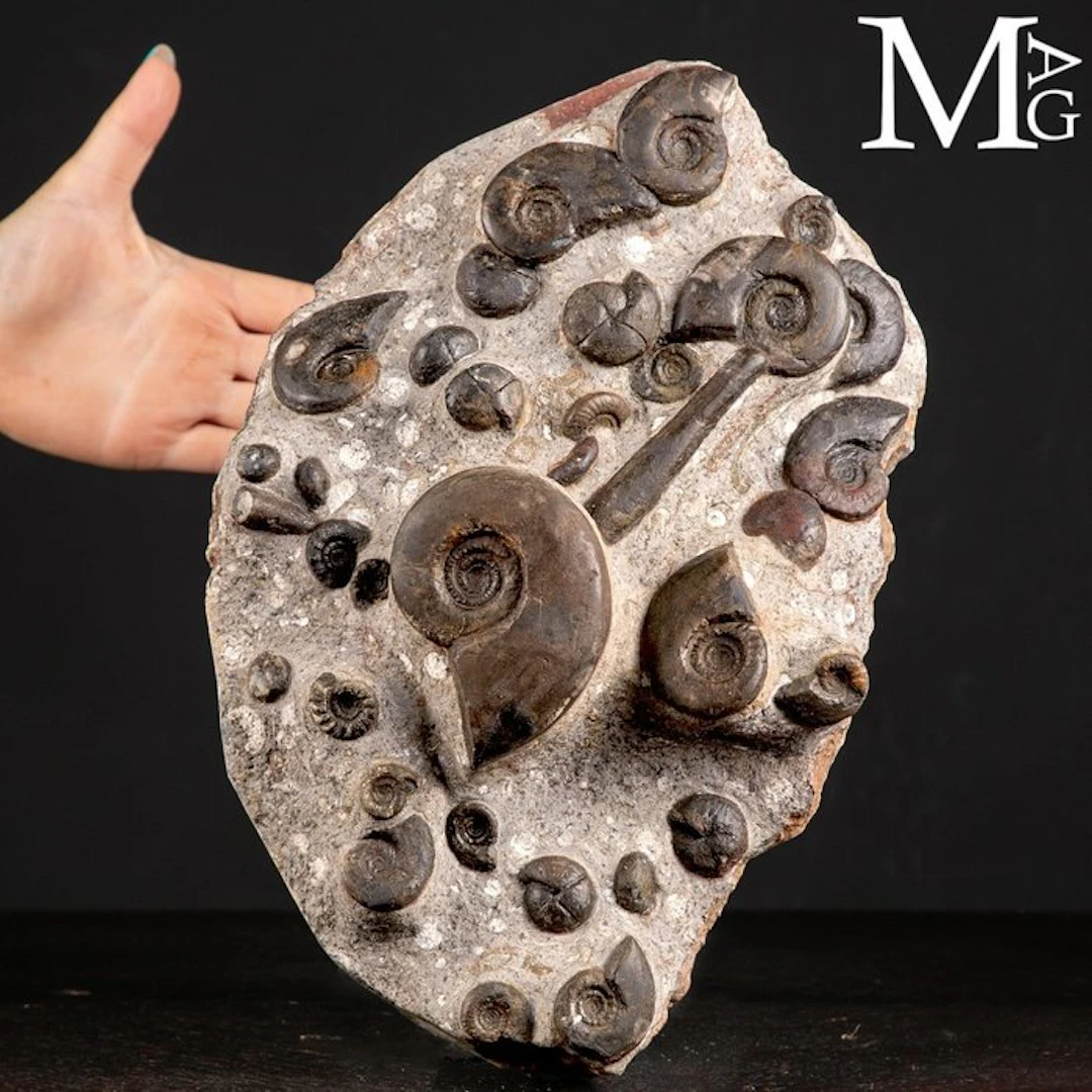 Exclusive Fossil Slab with Cheiloceras Subpartitum and...