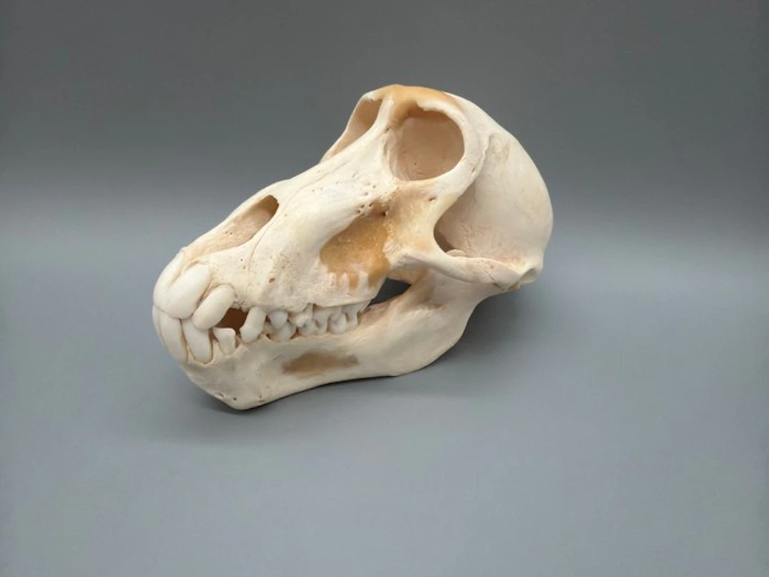 Monkey Skull - Papio Ursinus - 9.5 cm - 10 cm - 16 cm...