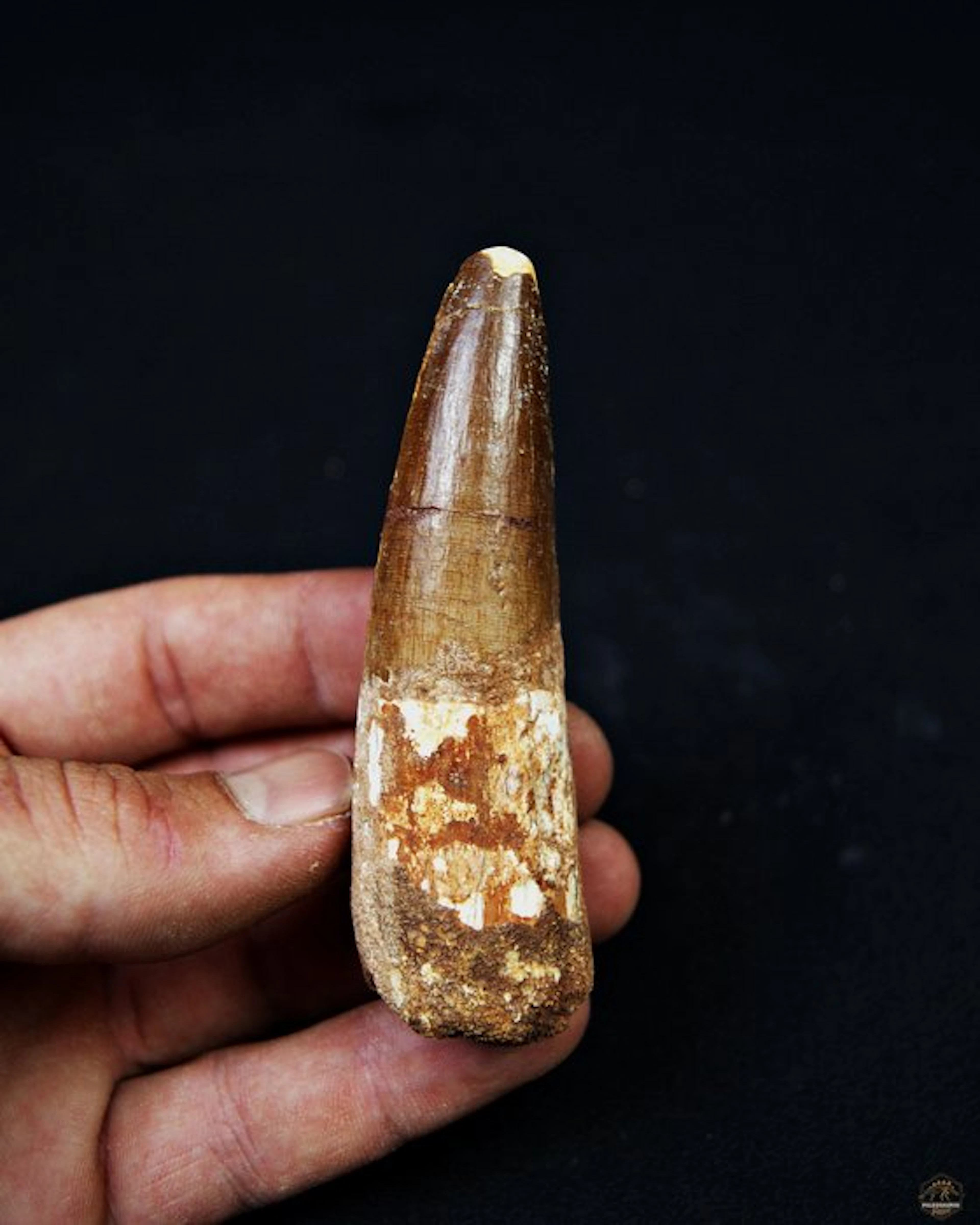 Spinosaur - Fossil tooth - Spinosaurus aegyptiacus