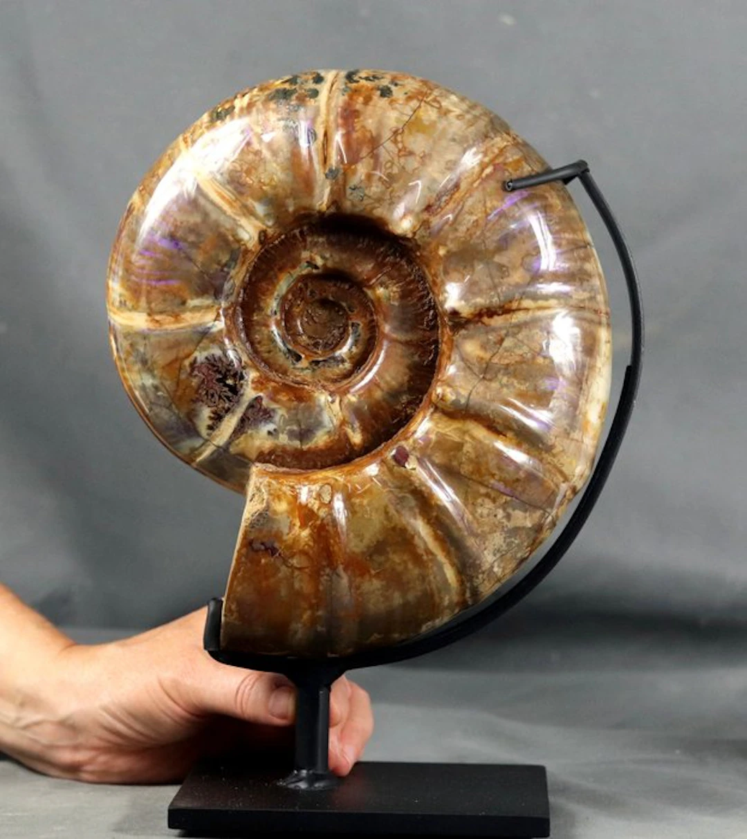 Outstanding ammonite with both sides cleaned - On custom...