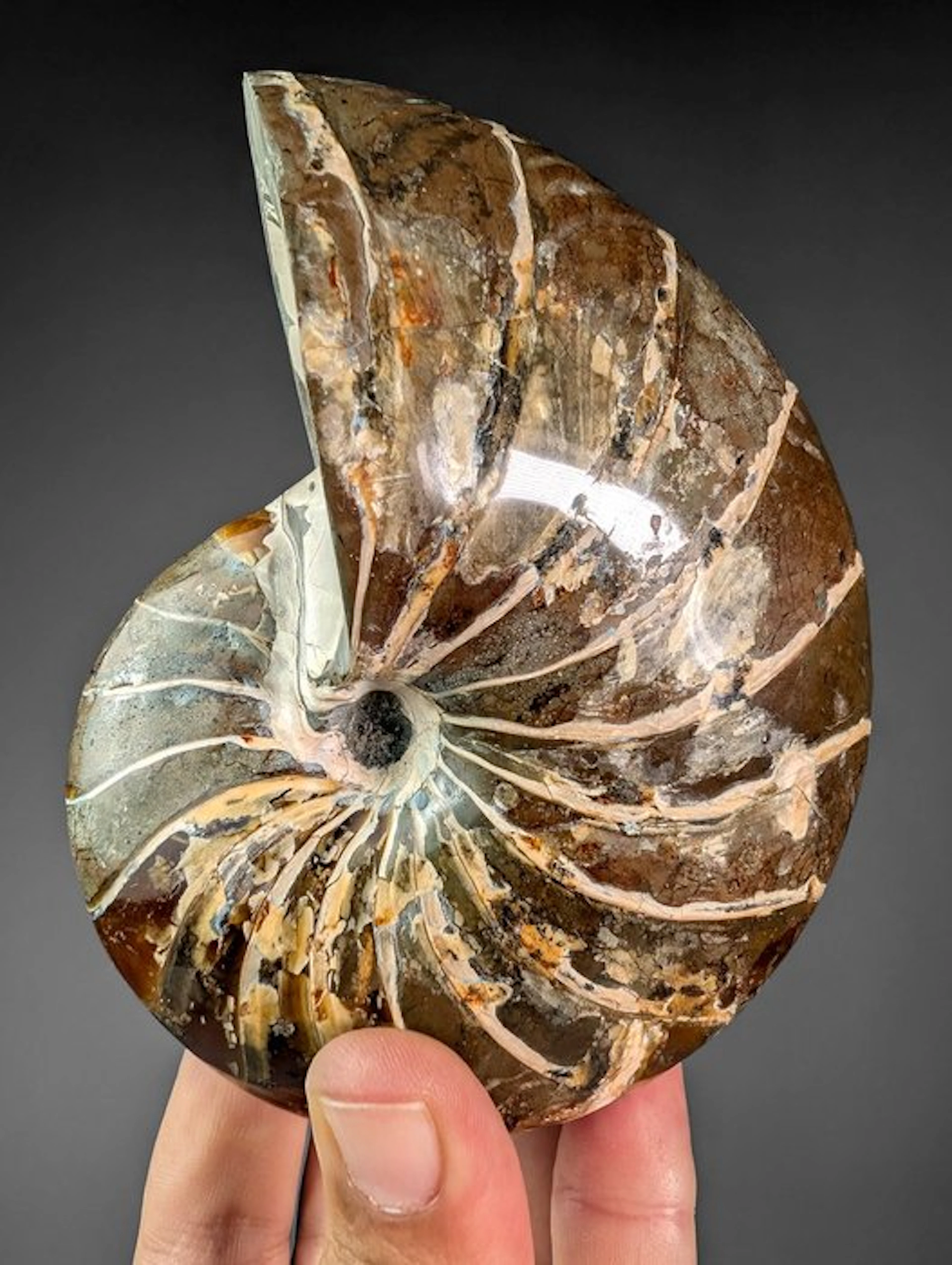 Fantastic nautiloid fossil - Fossilised shell - Cymatoceras sp