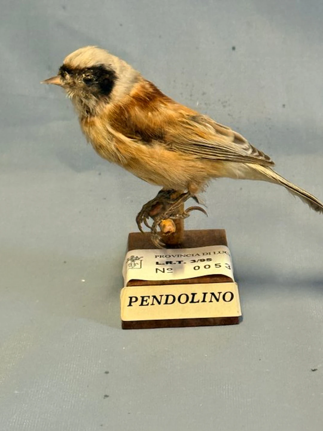 Pendolino Taxidermy full body mount - Remiz pendulinus...