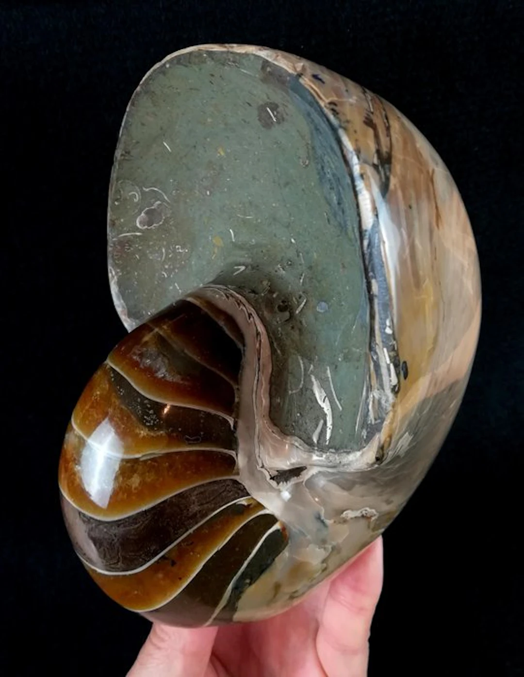 Excellent nautilus!!! – impressive colors - Fossilised...