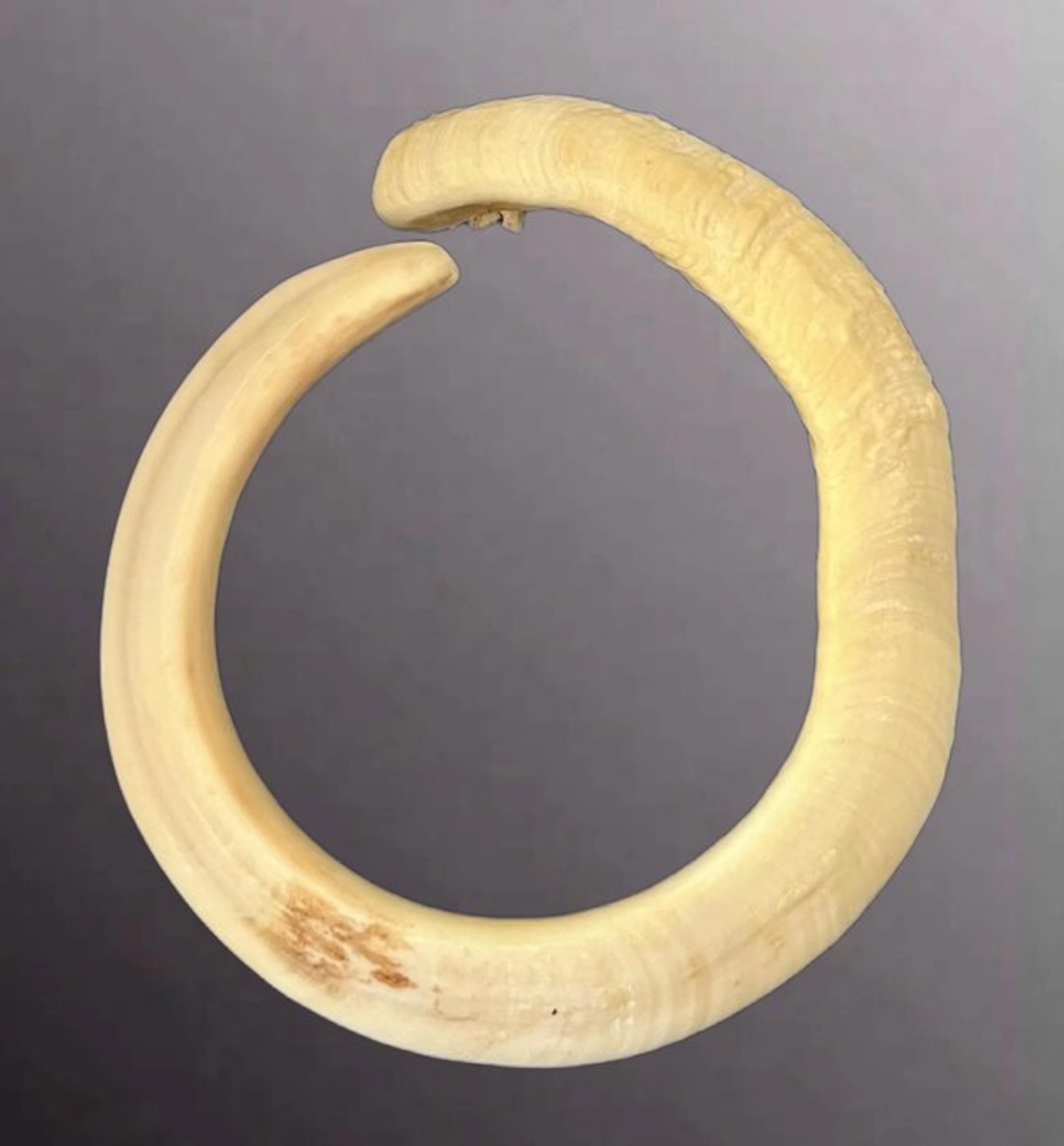 Boar's tooth: traditional exchange currency of Vanuatu - Vanuatu