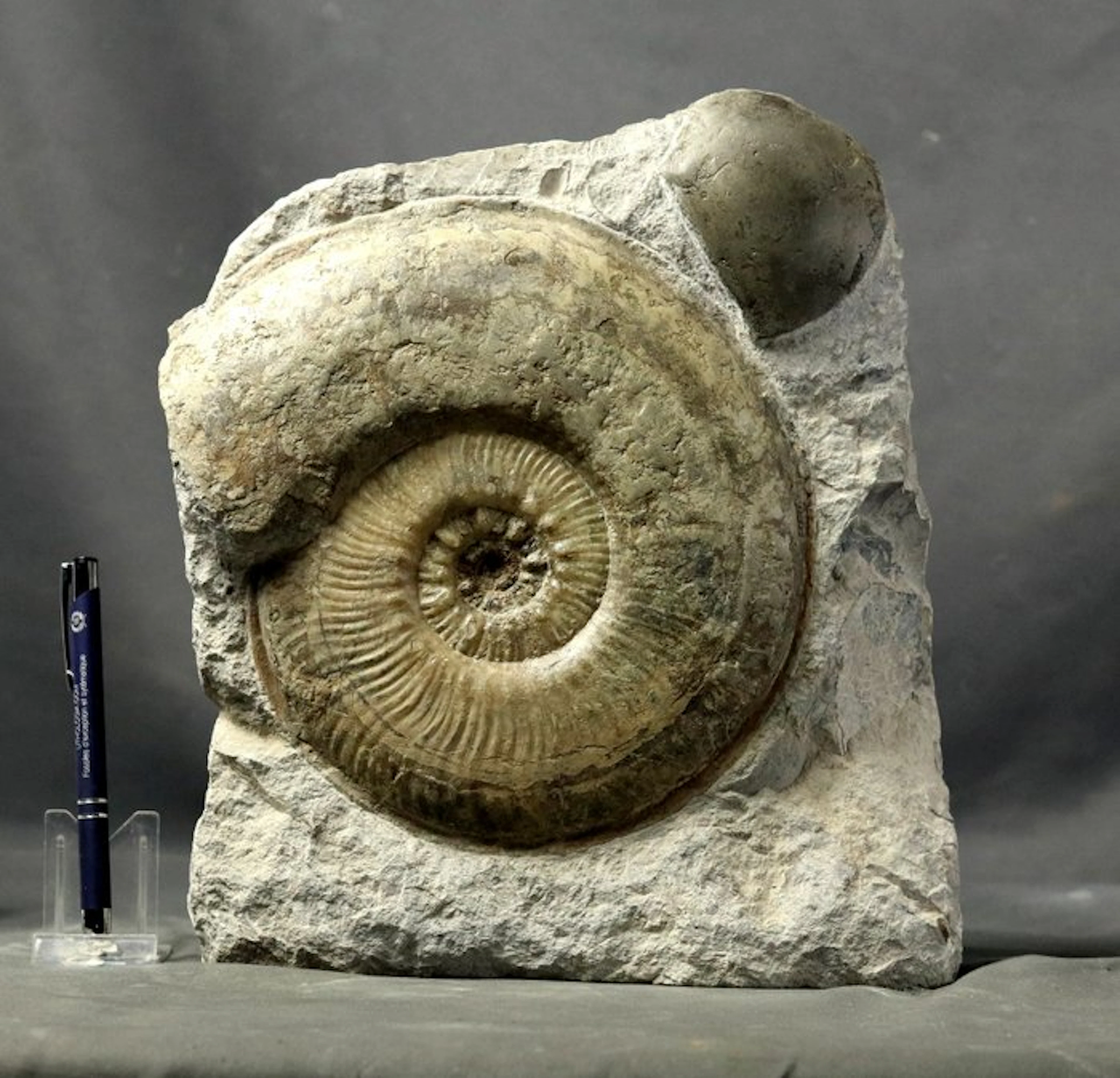 Highly decorative jurassic graveyard - Fossilised animal...