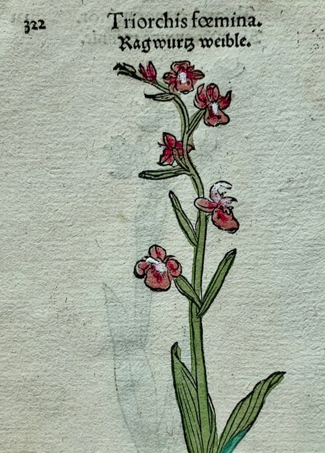 Leonhart Fuchs - Primi de stirpium historia...