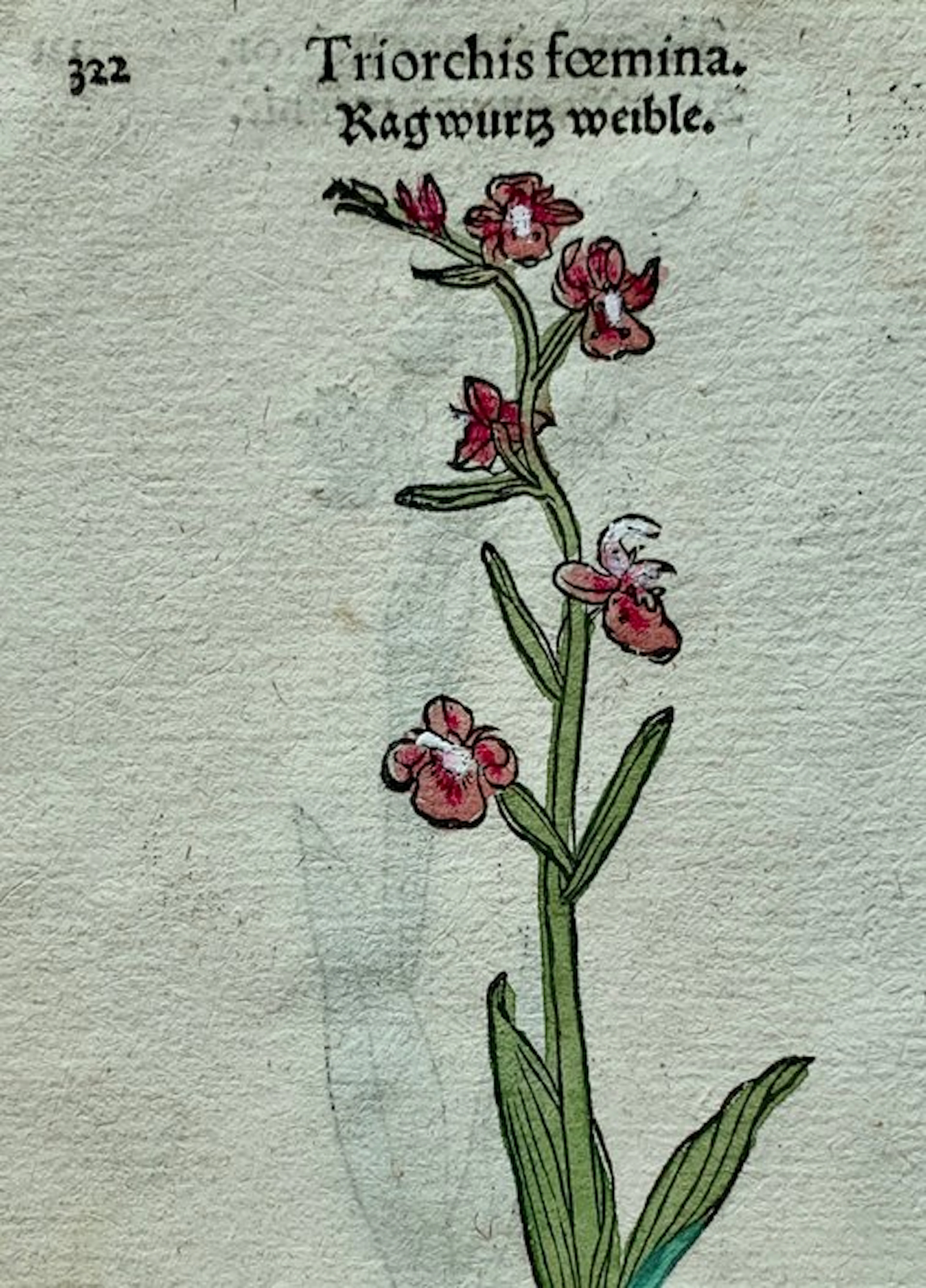 Leonhart Fuchs - Primi de stirpium historia...