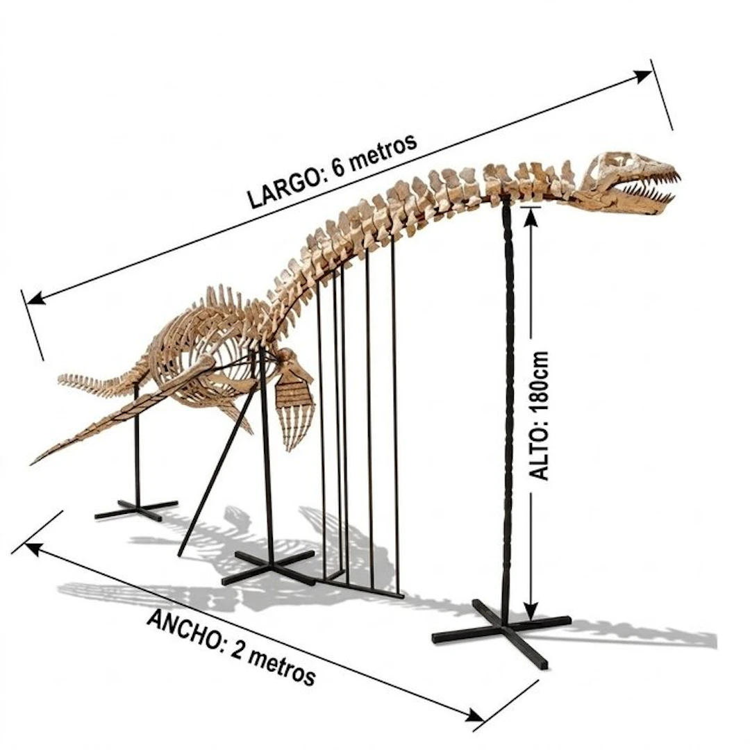 Plesiosaur - Reconstructed skeleton - PLESIOSAURIO FOSIL - 180 cm - 2 m