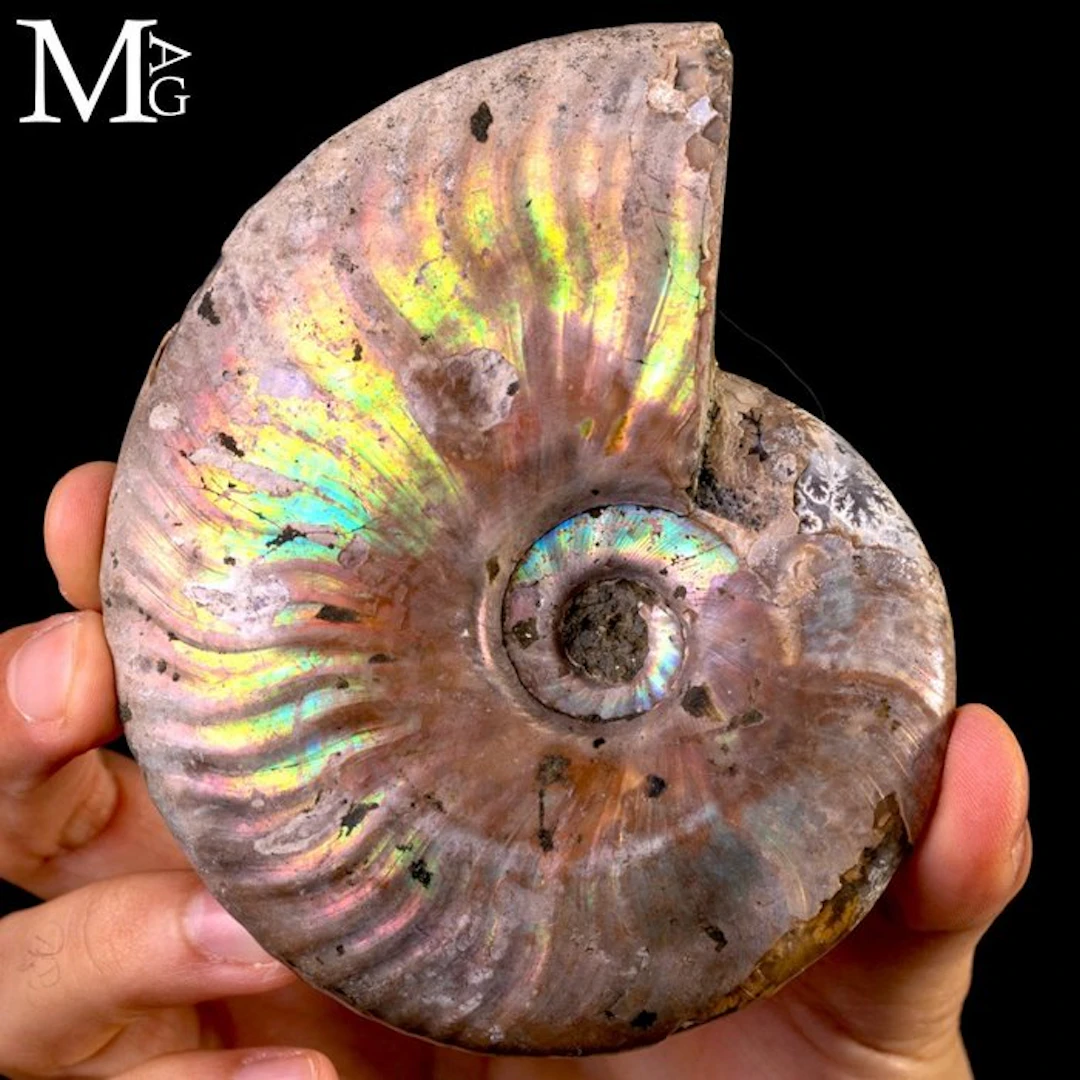 Ancient Marine Cleoniceras Ammonite Fossil Vibrant...