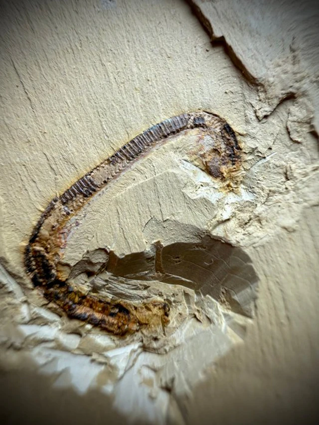 Stunning Cambrian Worms Plate- - Fossil plate matrix - Tabelliscolex hexagonus