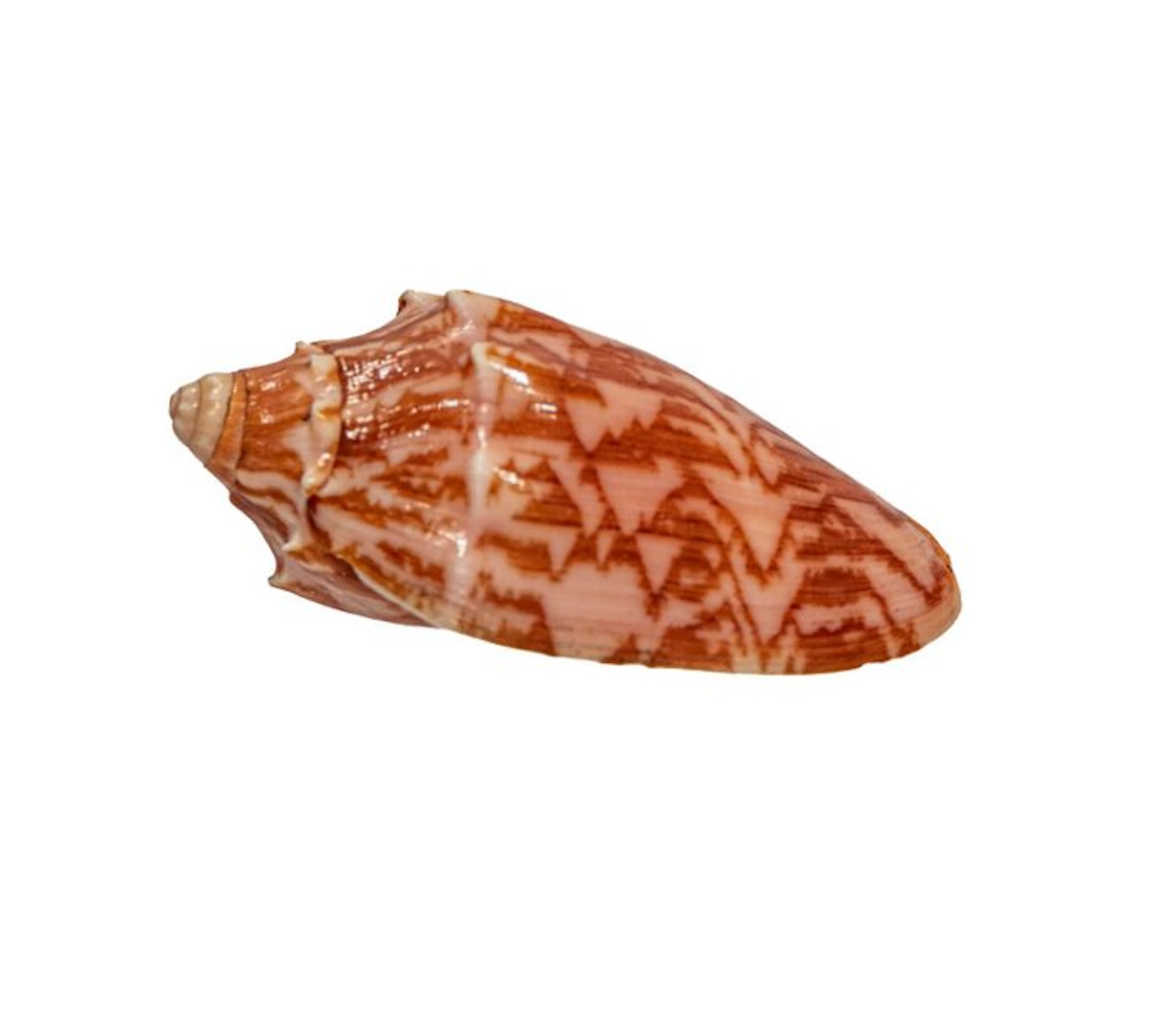 Cymbiola vespertilio (70 mm