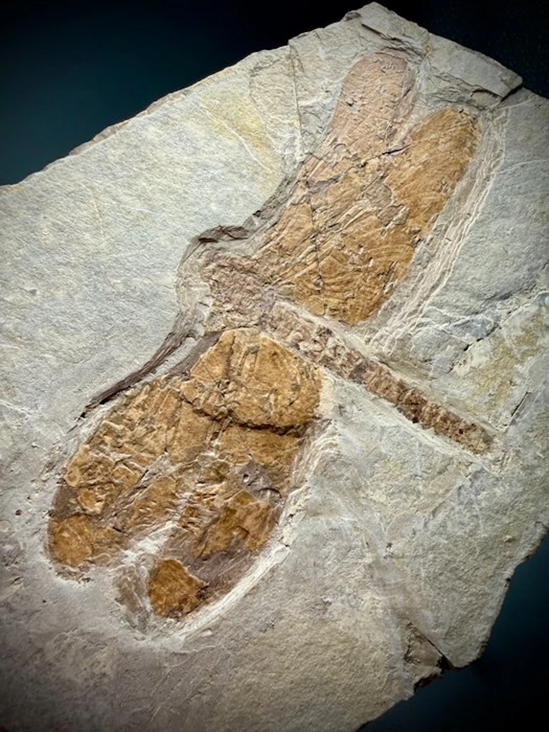 Exceptional fossil dragonfly