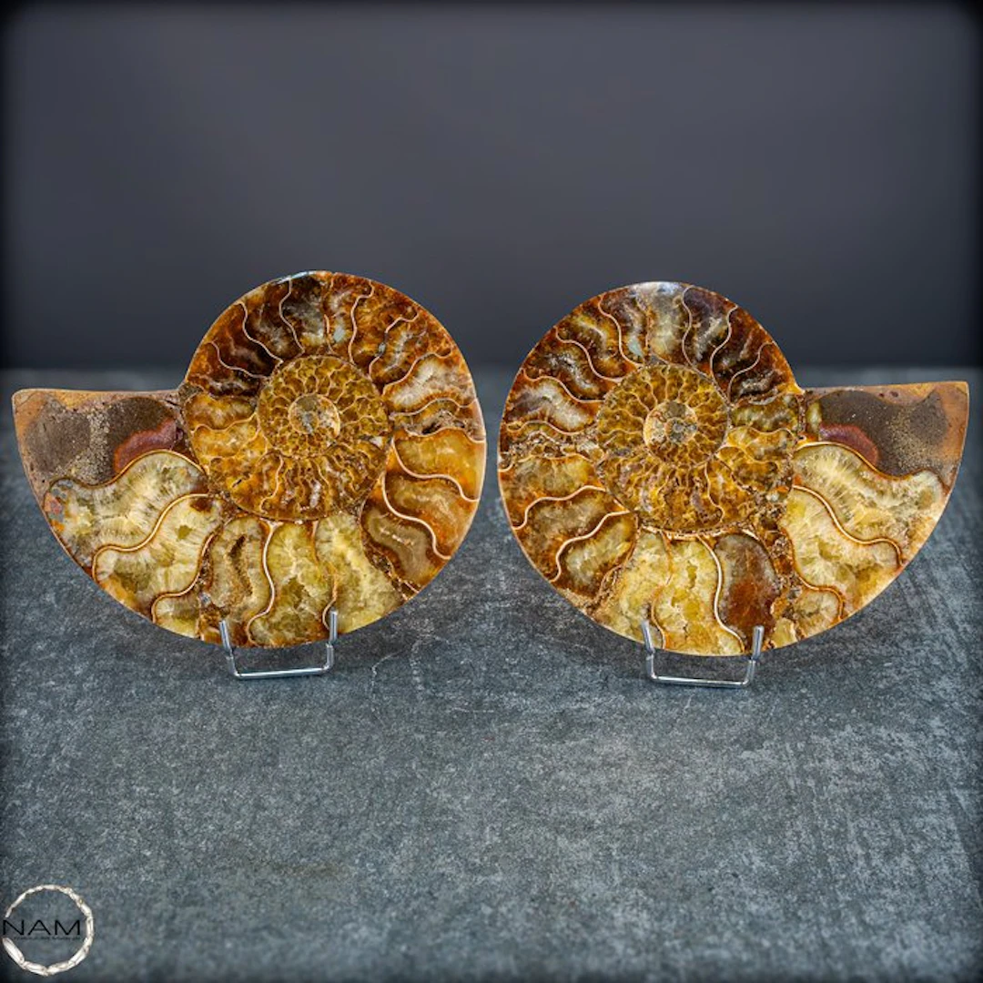 Natural ammonite pair with crystal druses - Polished...