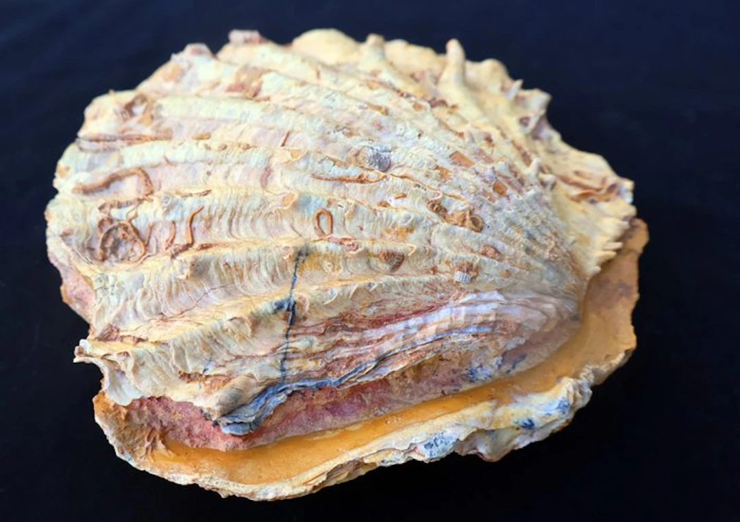 Fossilised shell - Cténostreon - 12 cm - 11 cm
