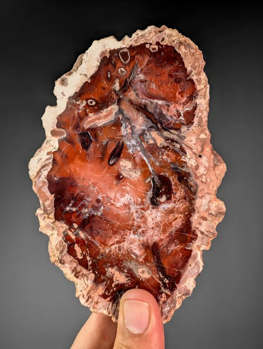Fossil red wood slice - Fossilised plant - 15.5 cm - 10 cm (No reserve price)