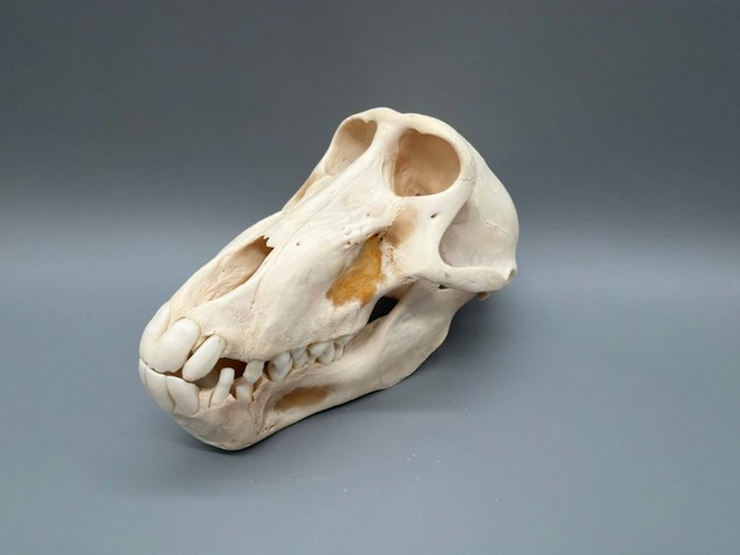 Monkey Mammal skull - Papio Ursinus - 11 cm - 11 cm - 21...