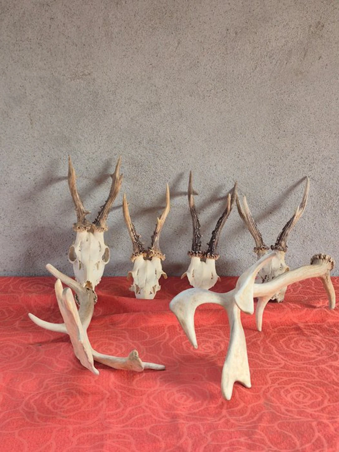 Venison - Roe deer - Taxidermy wall mount - Dama dama...