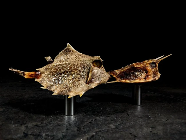 SENZA RISERVA abyssal fish Taxidermy full body mount...