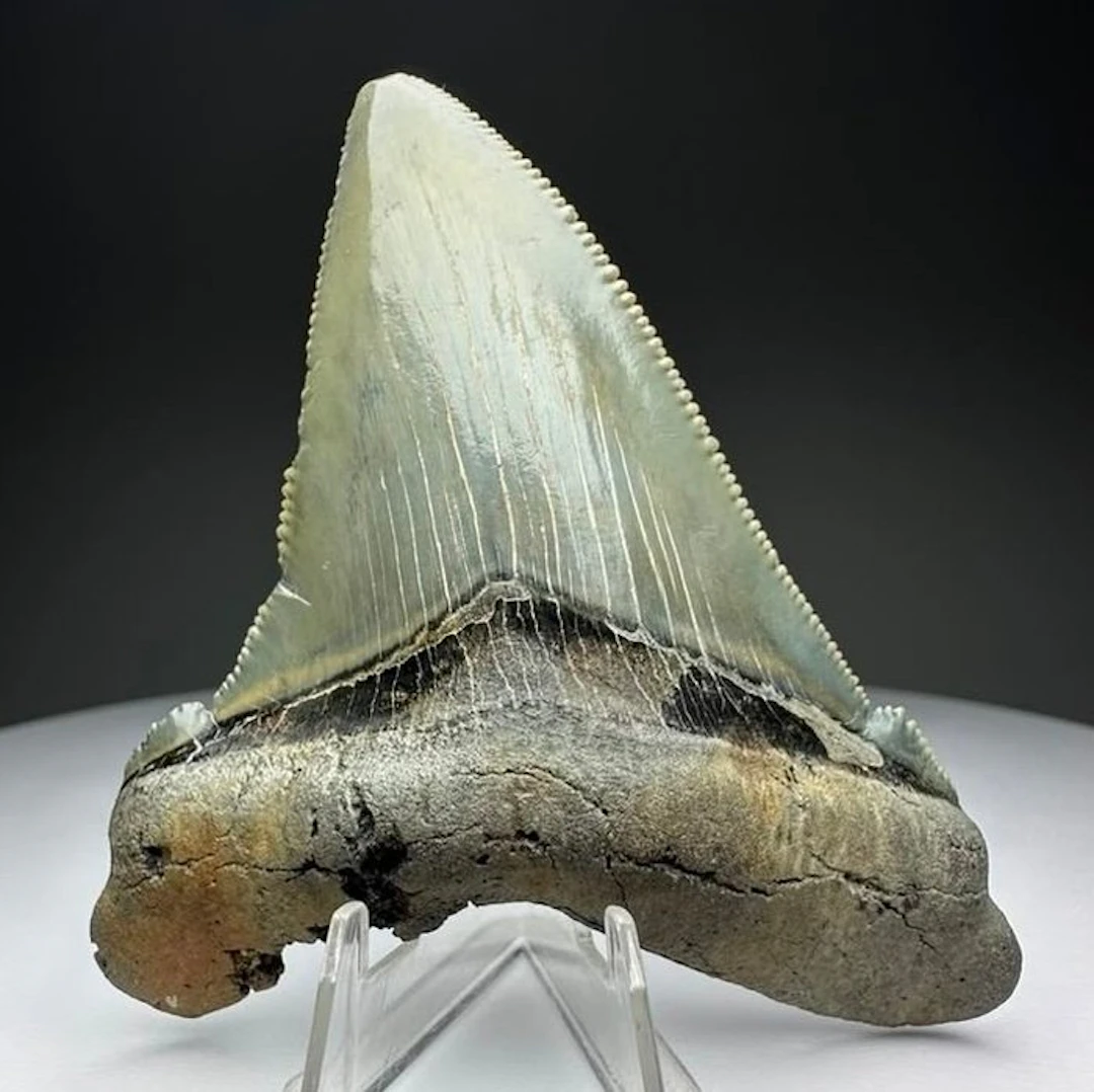 Augustines - Fossil tooth - 7.5 cm - 6 cm