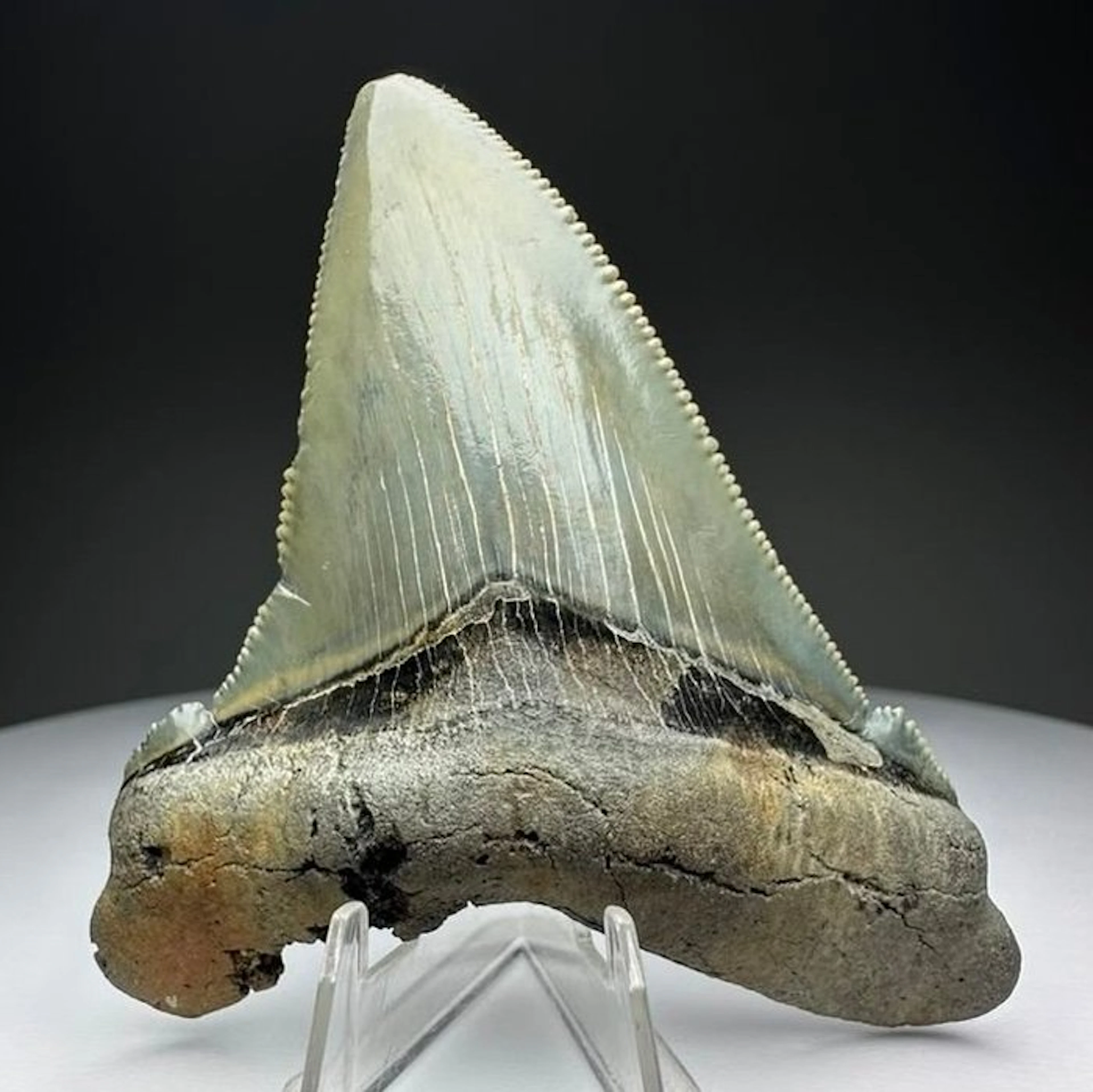 Augustines - Fossil tooth - 7.5 cm - 6 cm