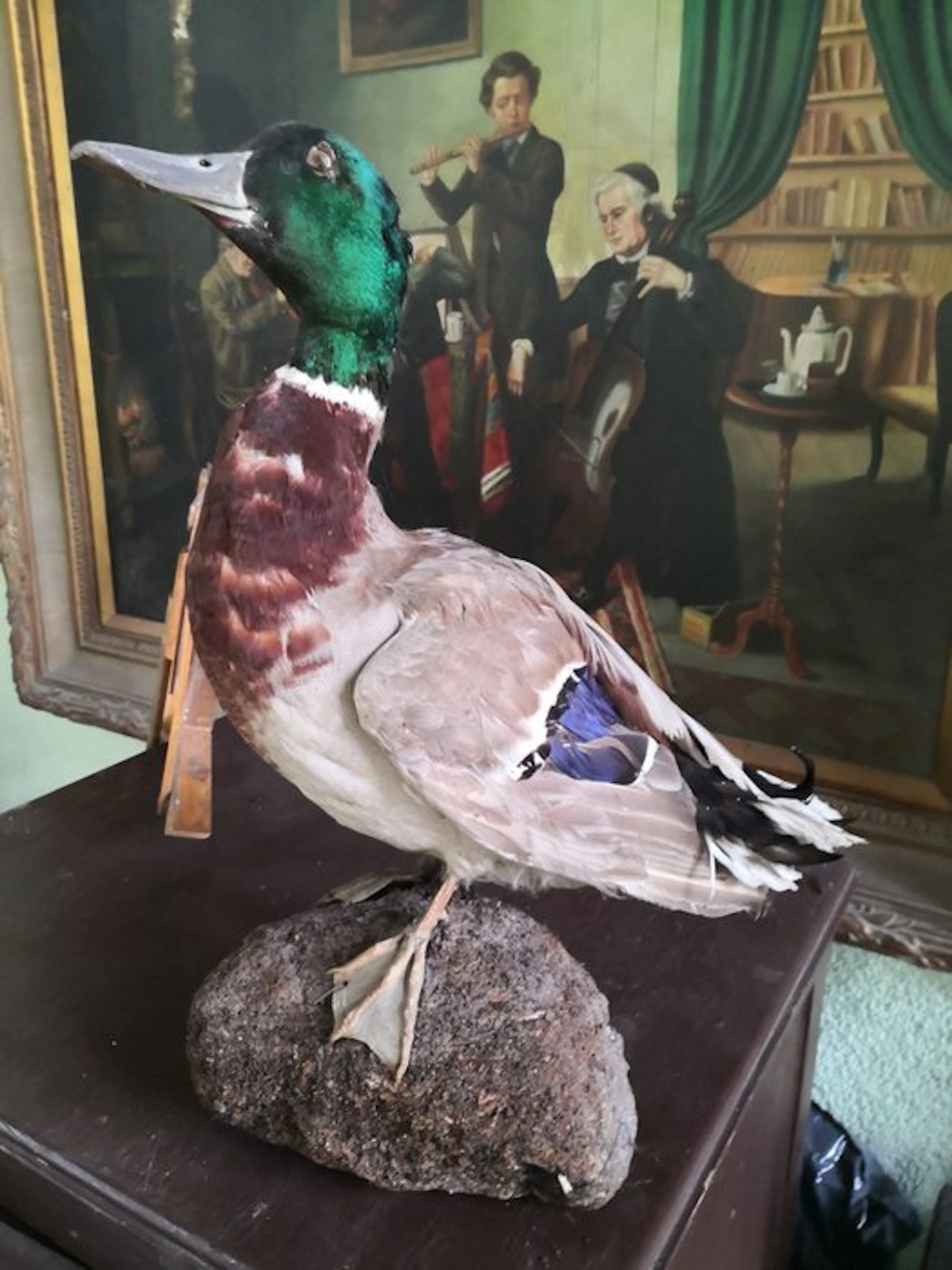 mallard Taxidermy full body mount - Anasplatyrhynchos...