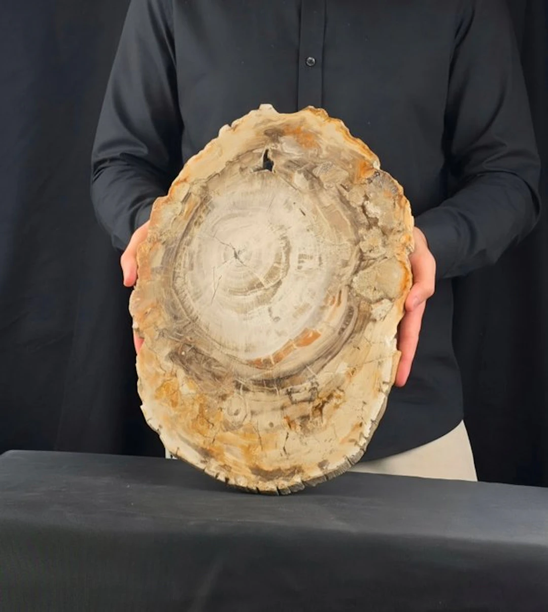 Fossil wood - Fossilised wood - 40 cm - 30 cm