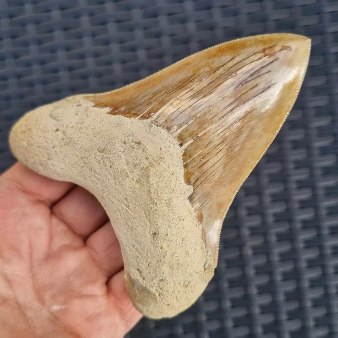 Megalodon Shark - Fossil tooth - megaselachus megalodon...