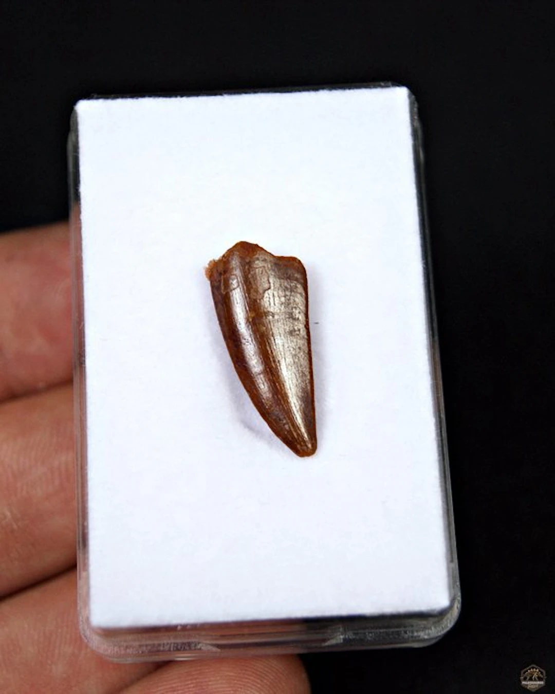 Dinosaur - Fossil tooth - Raptor Abelisaurio