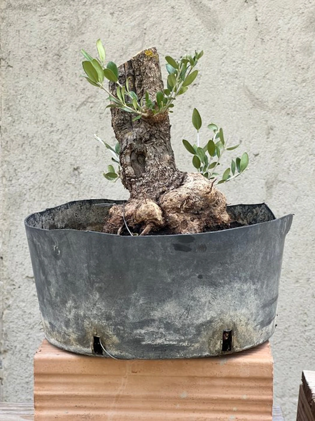 Olive bonsai (Olea europaea) - Height (Tree): 25 cm...