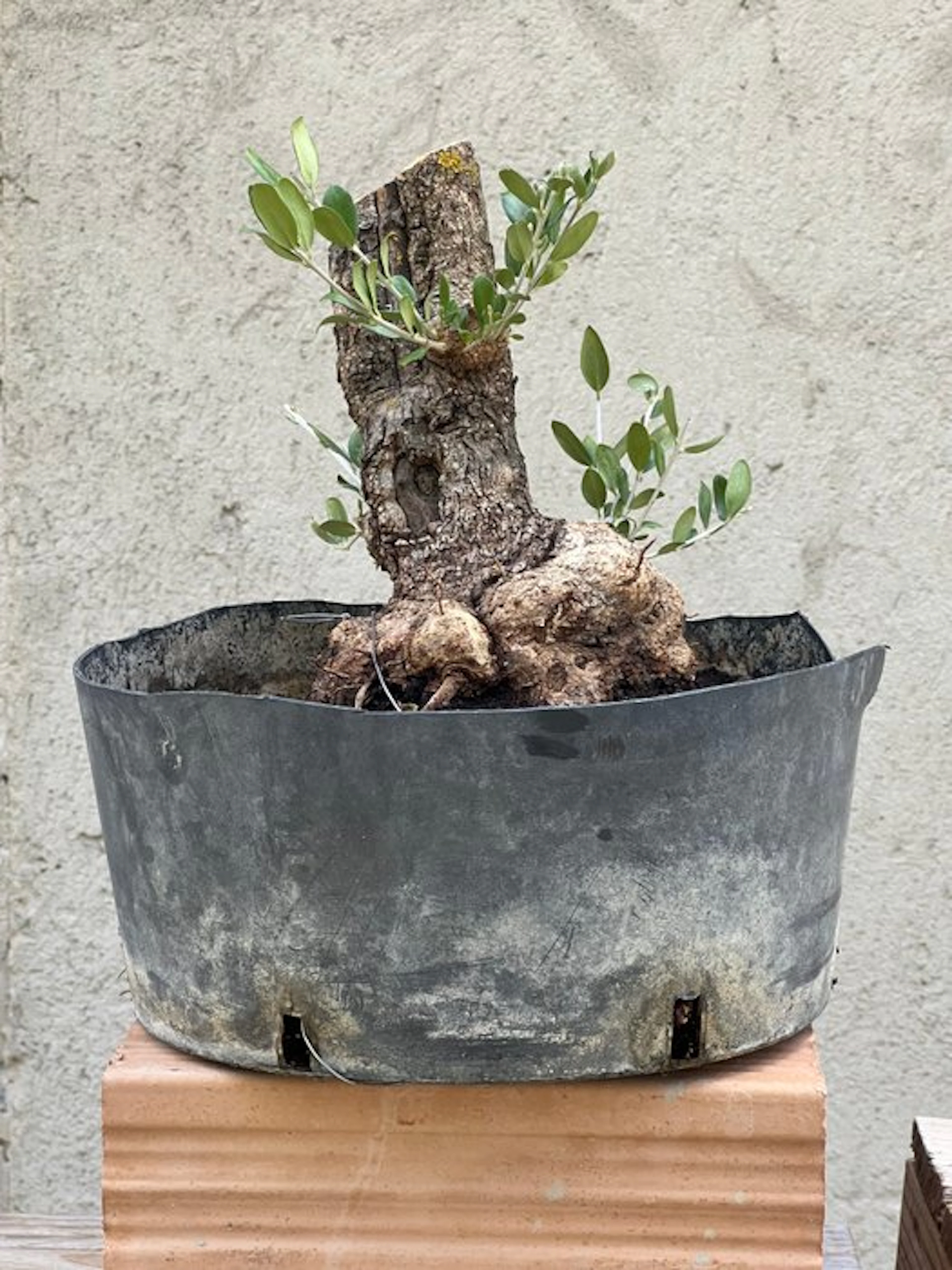 Olive bonsai (Olea europaea) - Height (Tree): 25 cm...