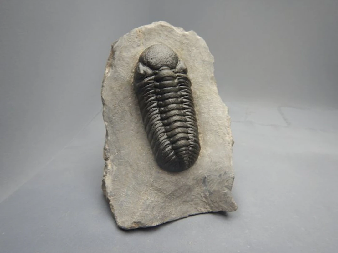 Trilobite - Fossilised animal - Barrandeops ovatus & Gerastos - 7 cm
