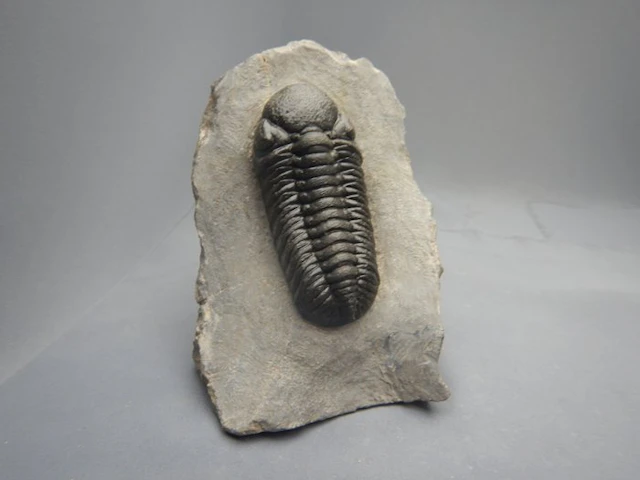 Trilobite - Fossilised animal - Barrandeops ovatus & Gerastos - 7 cm