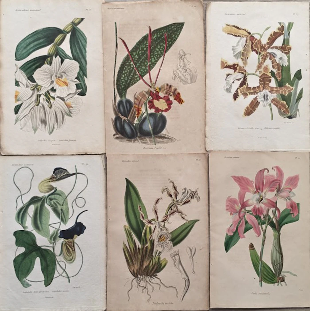 Charles Lemaire - Lot