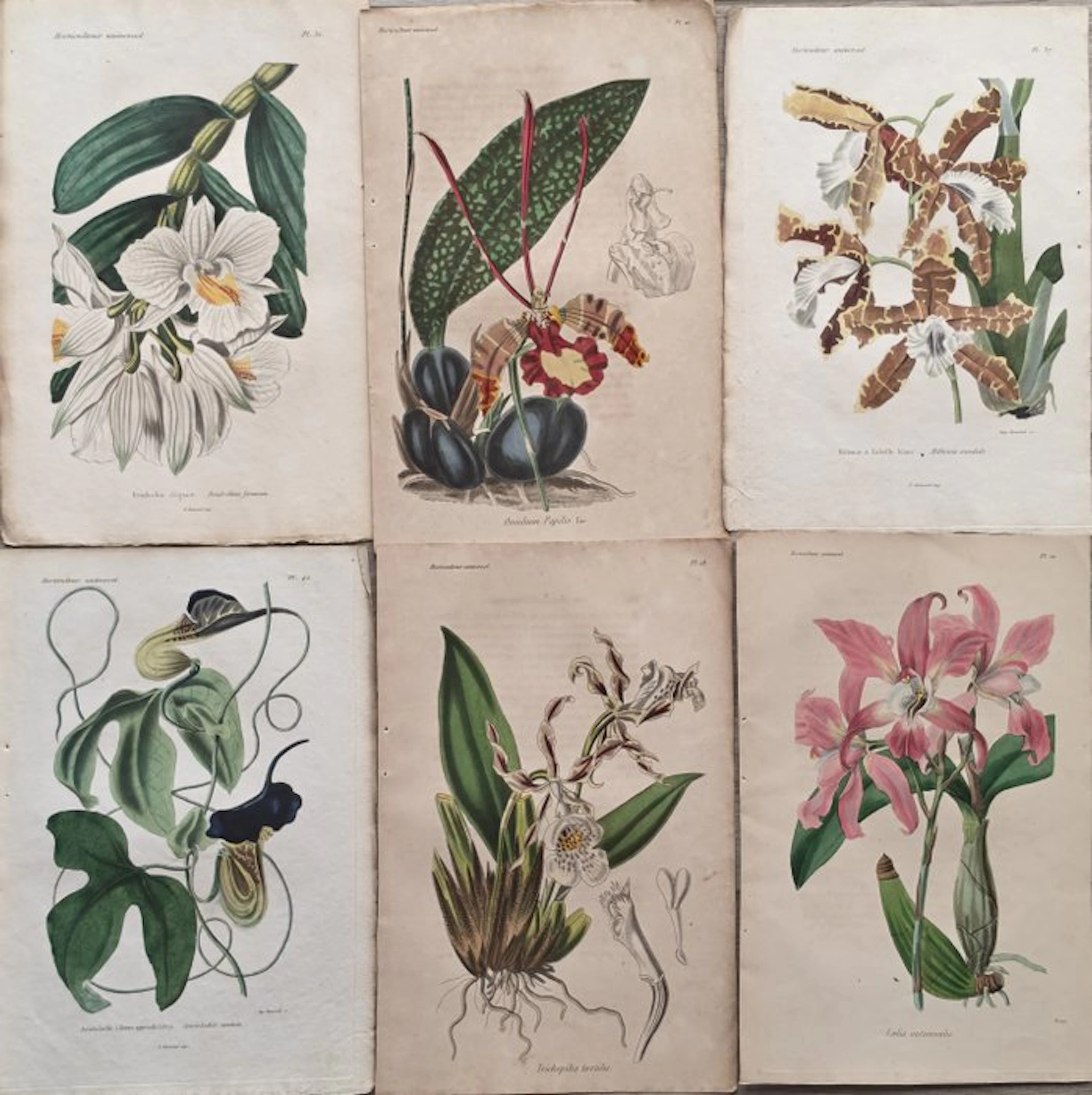 Charles Lemaire - Lot