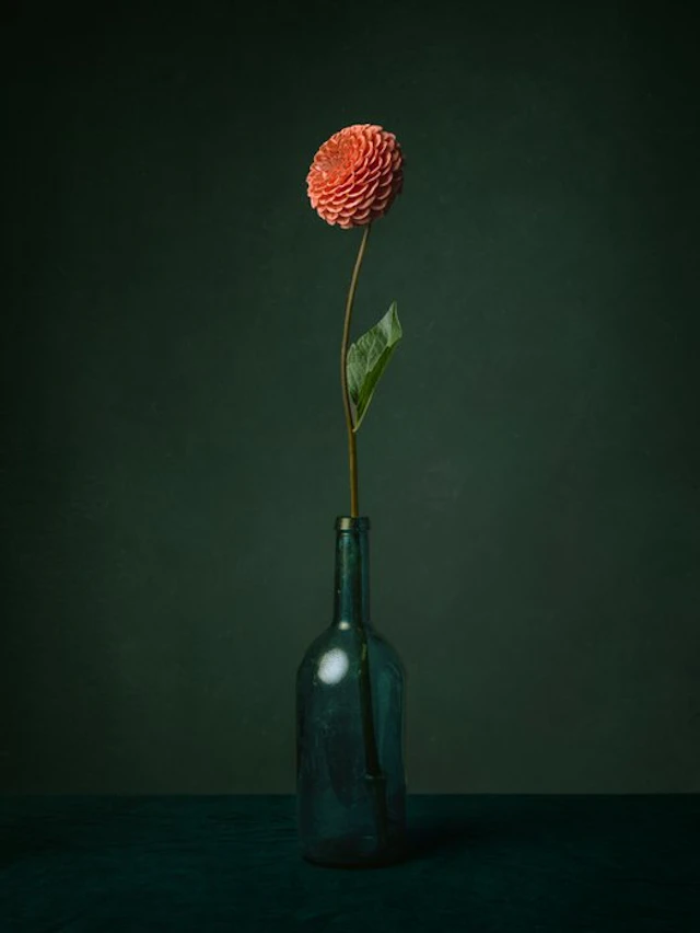Tessa Posthuma de Boer - Aster #2