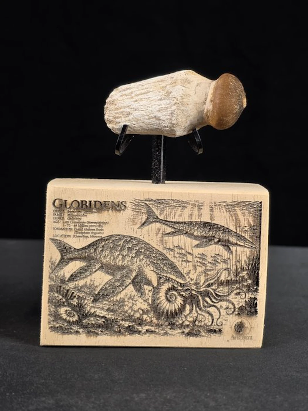 Fossil tooth - Globidens (No reserve price)