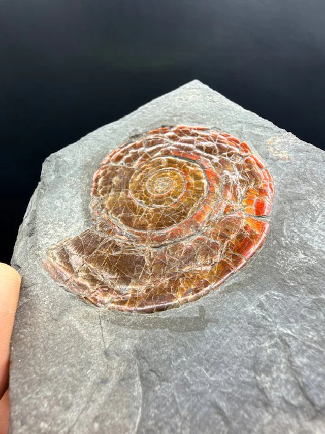 Ammolite - Fossilised animal - Caloceras johnstoni - 10.4 cm (No reserve price)