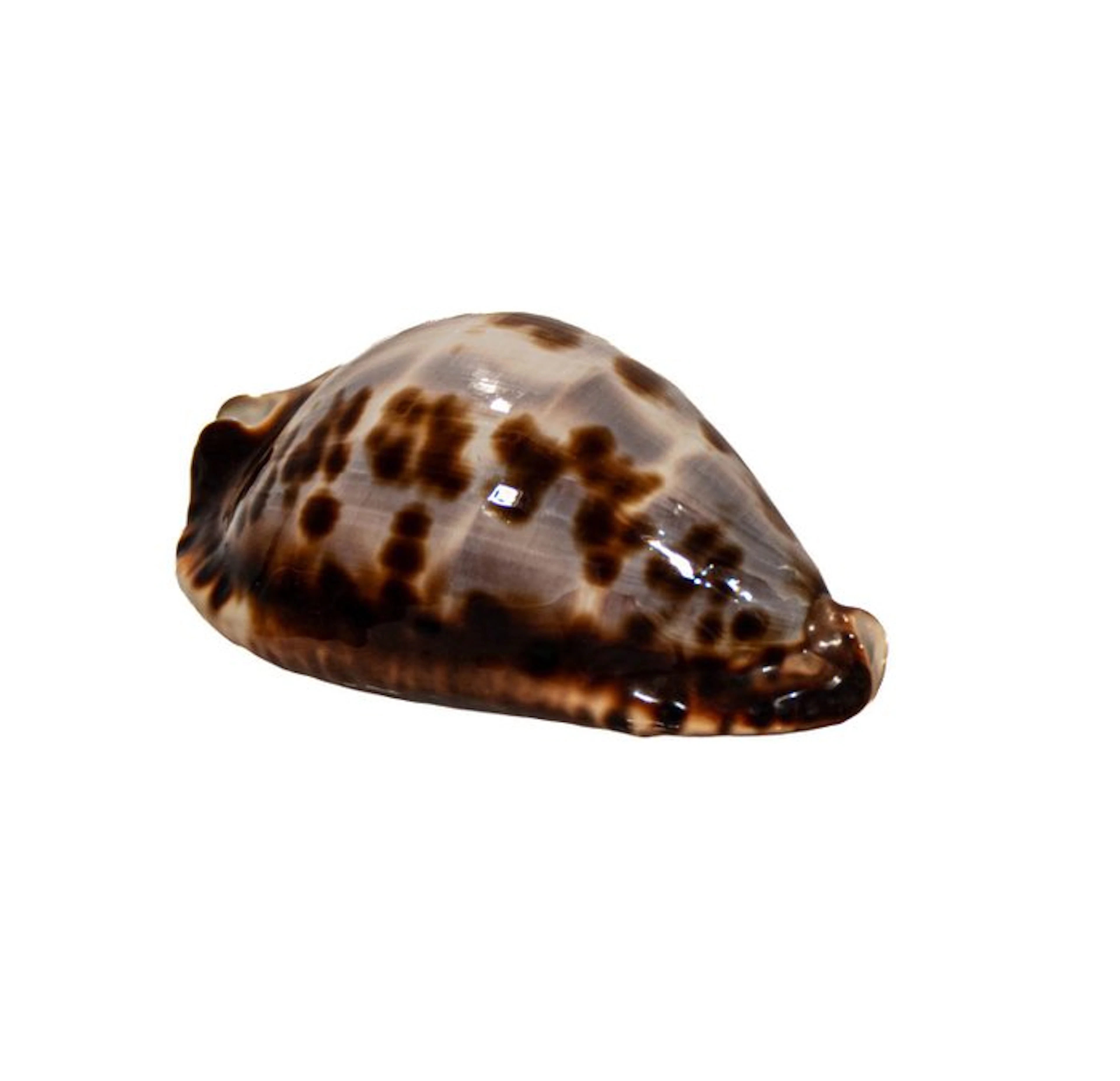Zoila friendii friendii - Rare Friend's Cowrie - Perfect...