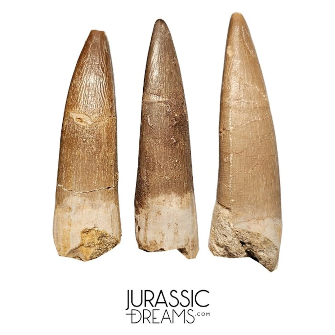 Set of 3 Large Zarafasaura oceanis (Elasmosaur) Partially...