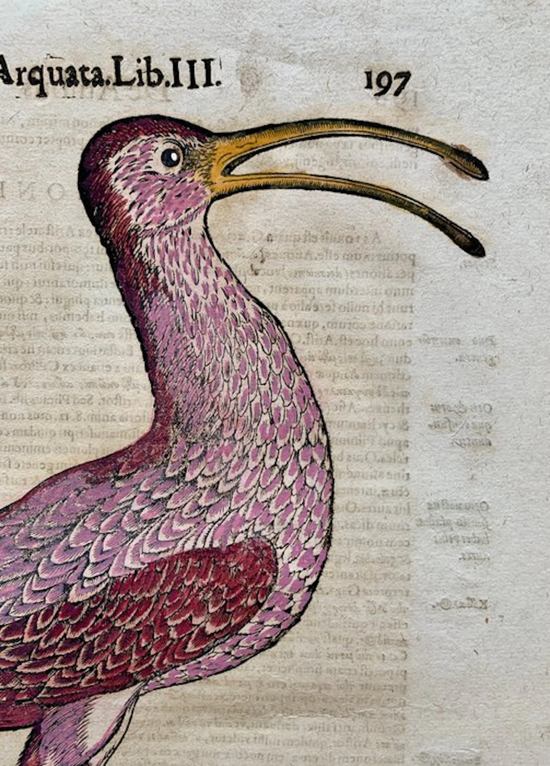 Conrad Gesner - Vogelbuch - 1617